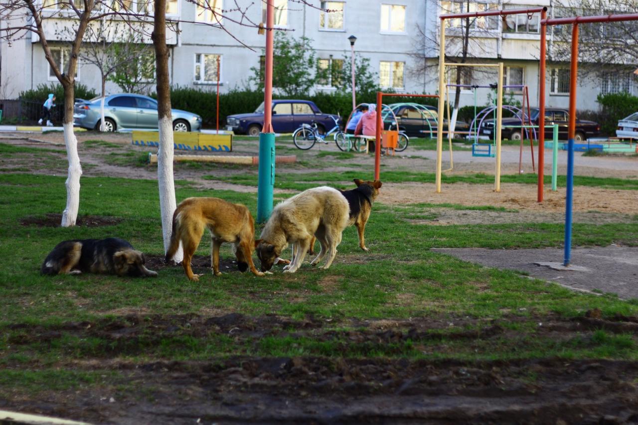 Когда собака - не друг человека | 01.07.2019 | Новомосковск - БезФормата