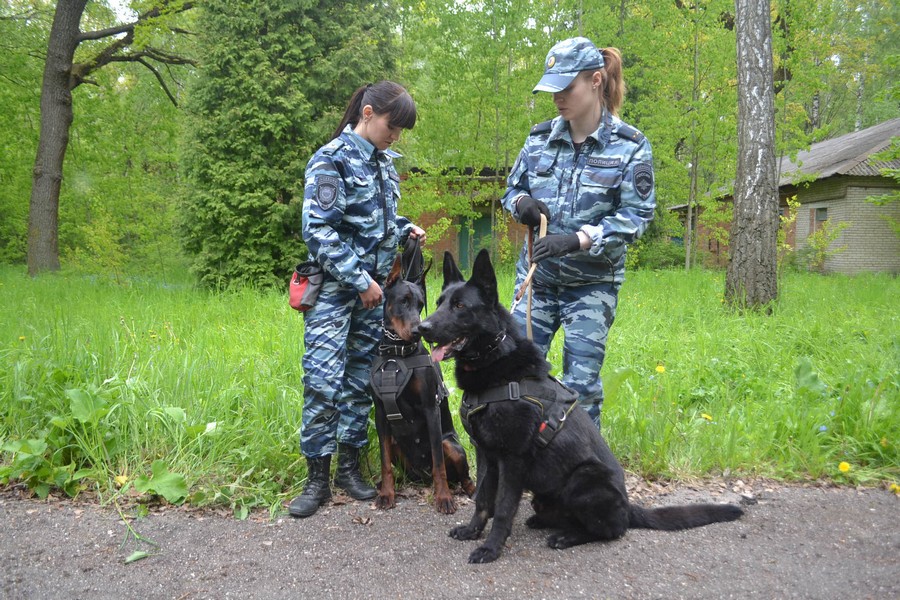 Фото военных кинологов