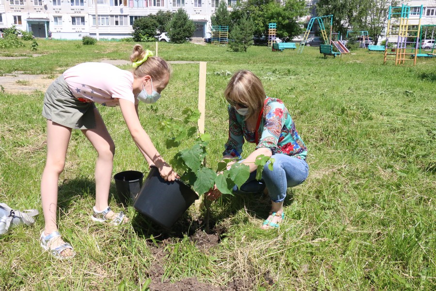 День посадки внутреннего дерева